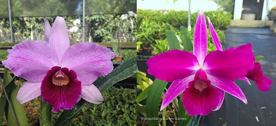 Laelia purpurata venosa 'Daniela' x sanguinea 'Deschamps'