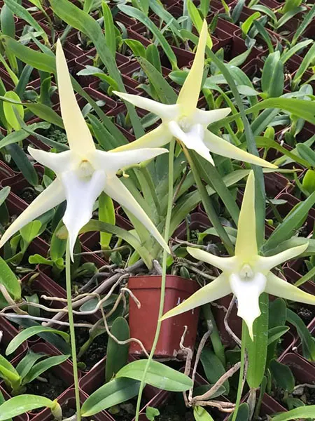 Angraecum sesquipedale 'Valerie' x self