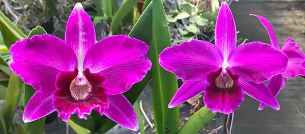 Laelia purpurata sanguinea '1961 Finho' x sanguinea 'Priscila'