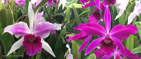 Laelia purpurata flamea 'F05 #1' x sanguinea 'Barbara'