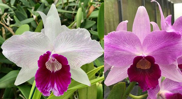 Laelia purpurata tipo claro 'Vera Cruz' x tipo 'Obra-prima'