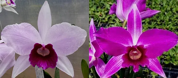 Laelia purpurata tipo claro 1961 x sanguinea 1988
