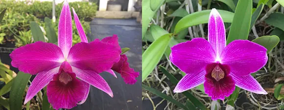Laelia purpurata sanguinea 'Aparecida' x sanguinea 'Priscila'