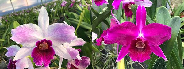 Laelia purpurata striata 'AK' 1808 x sanguinea 'Priscila'