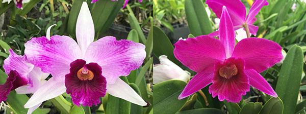 Laelia purpurata flamea 681 x sanguinea F34