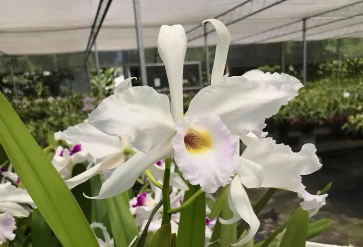 Laelia purpurata canhanduba 'Teti 213' x self