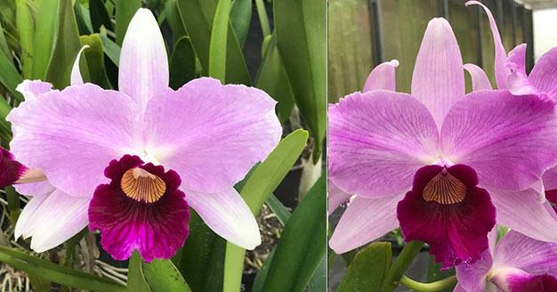 Laelia purpurata tipo 980 #1 x tipo 'Obra Prima'