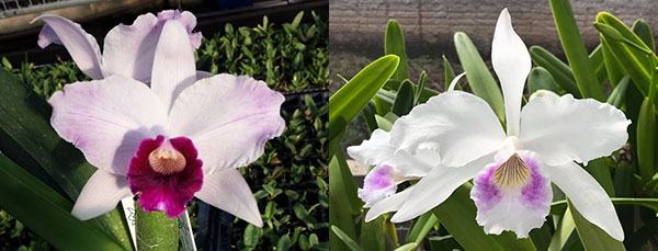 Laelia purpurata tipo '128 BR' x oculata 'F75 Teti'