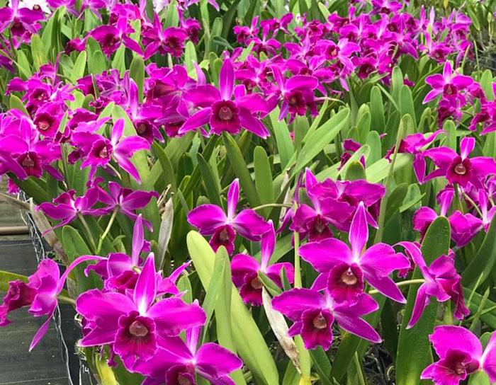 Laelia purpurata 'Red Monday Otto' x sanguinea 'Priscila'