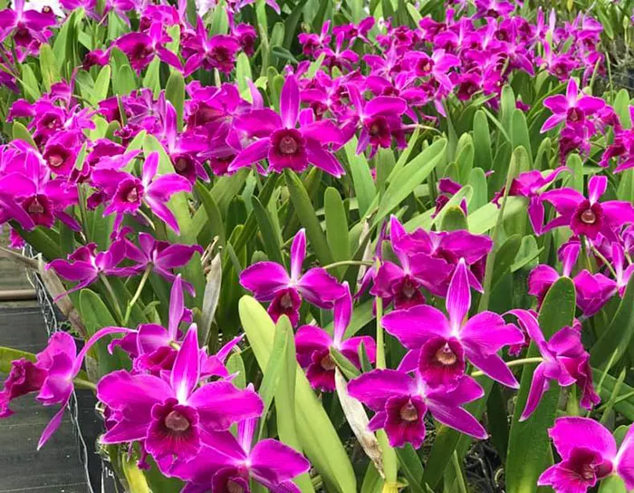 Laelia purpurata 'Red Monday Otto' x sanguinea 'Priscila'