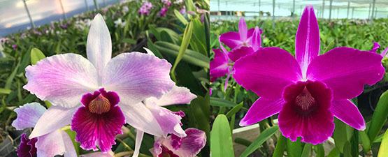 Laelia purpurata striata 'AK' 1808 x sanguinea 'Natal'
