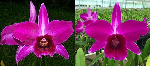 Laelia purpurata sanguinea 'Natal' x sanguinea 107 'Otto'