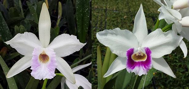 Laelia purpurata russeliana 'Finho' x semi-alba '285 CG'