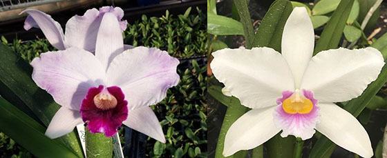 Laelia purpurata tipo '128 BR' x canhanduba '1846 Teti'