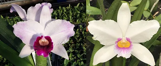 Laelia purpurata tipo '128 BR' x canhanduba '1846 Teti'