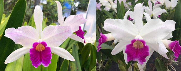 Laelia purpurata roxo-bispo 'AK 1577' x roxo-bispo Arminio'