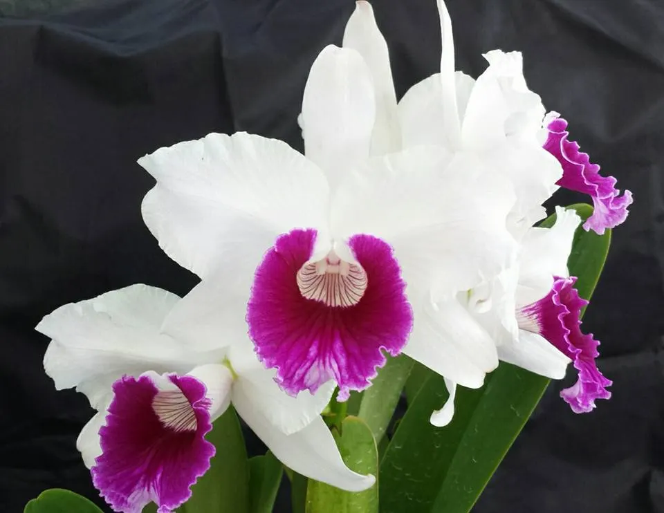 Laelia purpurata semi-alba 'Beluga' x semi-alba 'Suprema'
