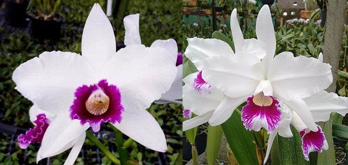 Laelia purpurata semi-alba 'Estrela Polar' x semi-alba 'Memoria Claudio Deschamps'