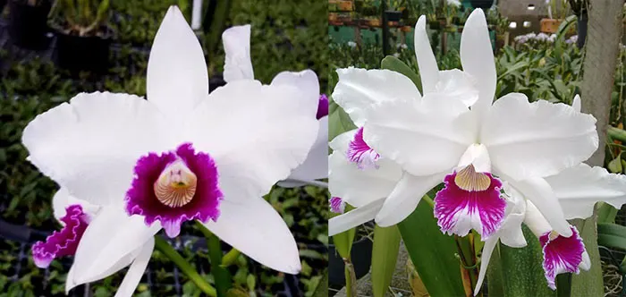 Laelia purpurata semi-alba 'Estrela Polar' x semi-alba 'Memoria Claudio Deschamps'
