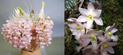 Clowesia Grace Dunn x rosea