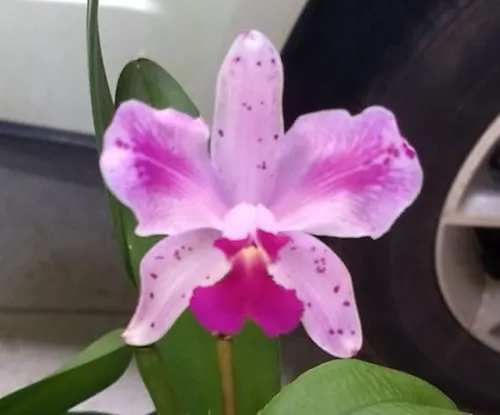 Cattleya amethystoglossa flamea (#1 x #2)