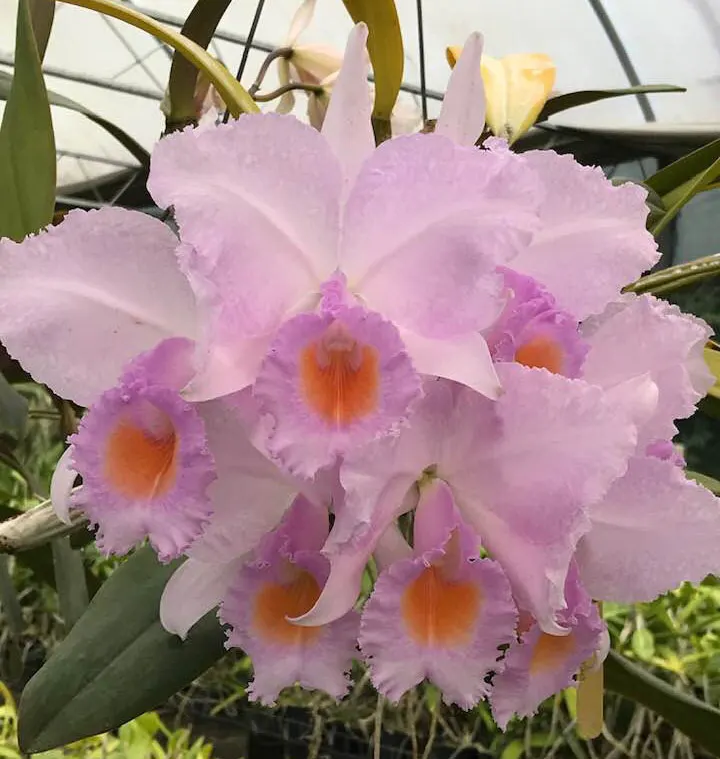 Cattleya schroederae 'PCA' x 'Della Vechia'