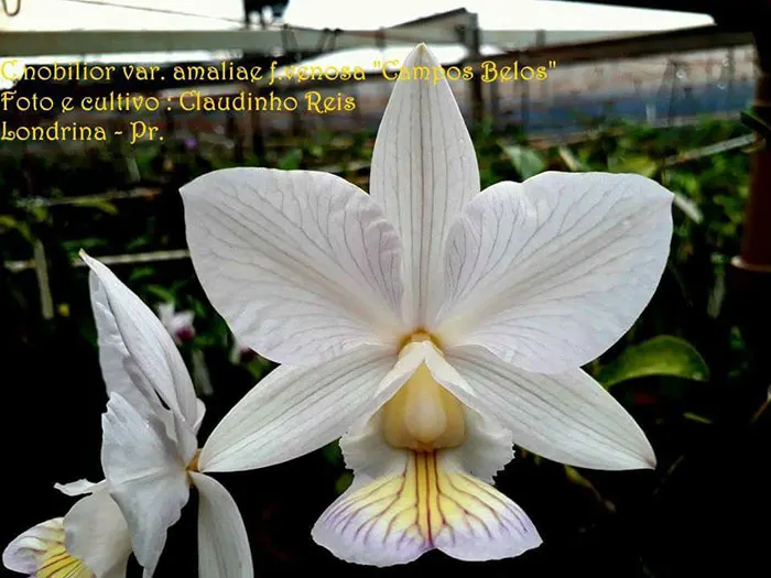 Cattleya nobilior amaliae venosa 'Campos belos'