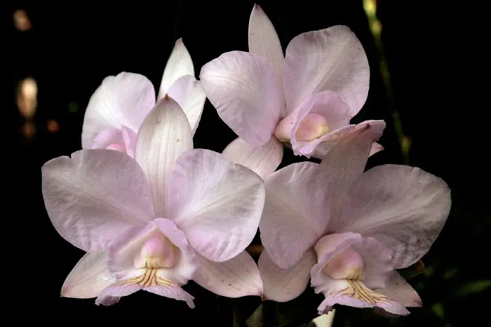 Cattleya nobilior delicata (D Nega x F Desmundo)