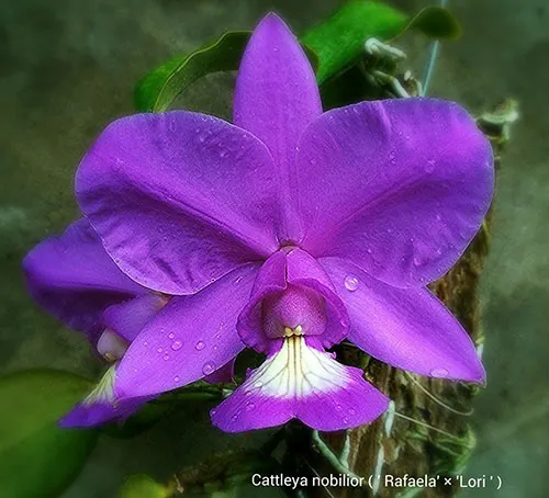 Cattleya nobilior ('Lori' x 'Rafaela')