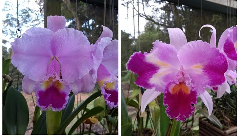 Cattleya trianae ('The King' x 'Sangre de Toro') x (semi-alba orlata x trilabelo)