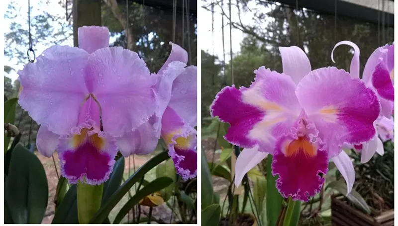 Cattleya trianae ('The King' x 'Sangre de Toro') x (semi-alba orlata x trilabelo)