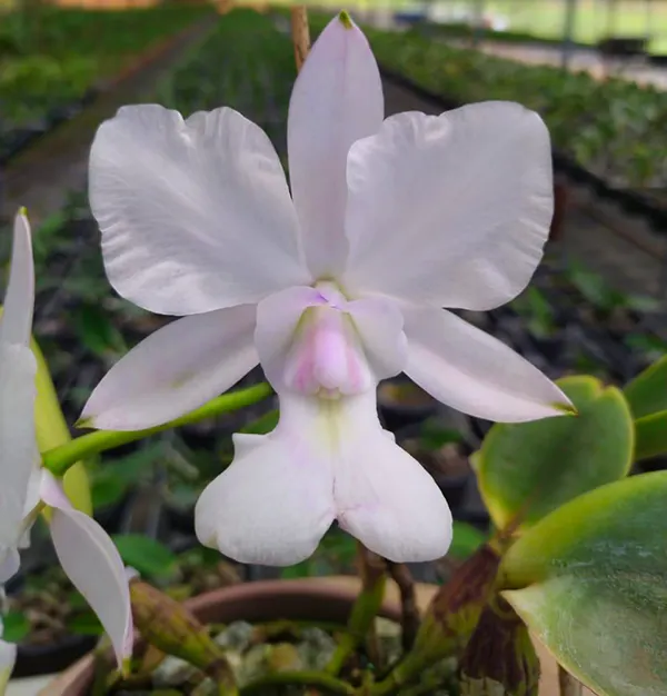 Cattleya walkeriana Albencens Tokio x Self