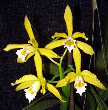 Laelia xanthina