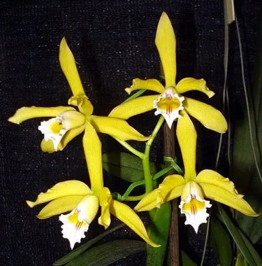 Laelia xanthina