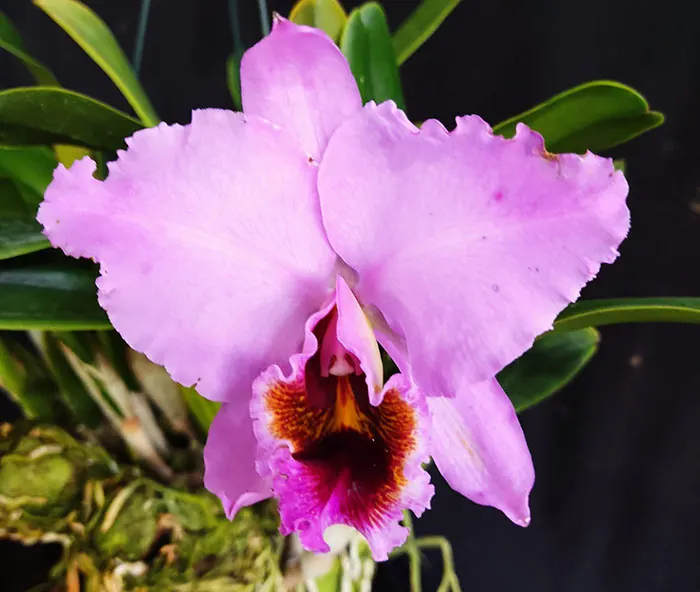 Cattleya percivaliana 'Diana'