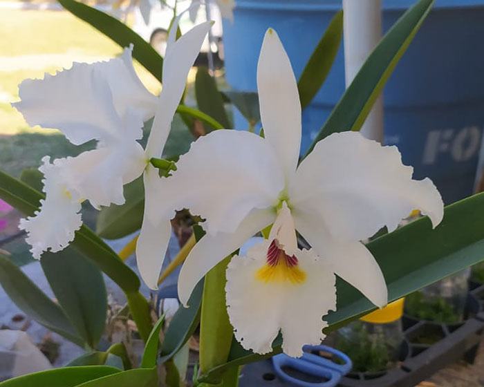 Cattleya labiata semi-alba var tubular