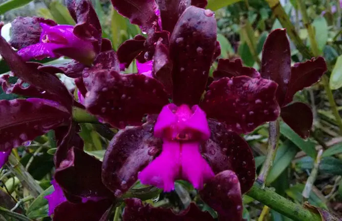 Cattleya leopoldii 'Dark Prince' x self