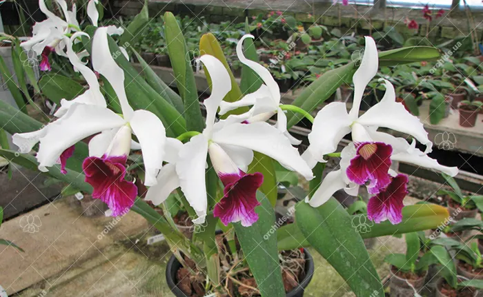 Laelia purpurata semi-alba