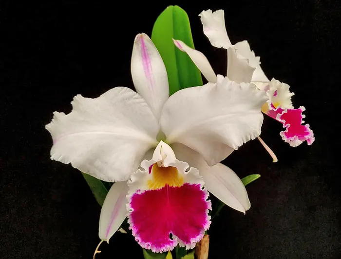 Cattleya labiata 'Humanist  Figueirax' (Curupira x Pataxos)