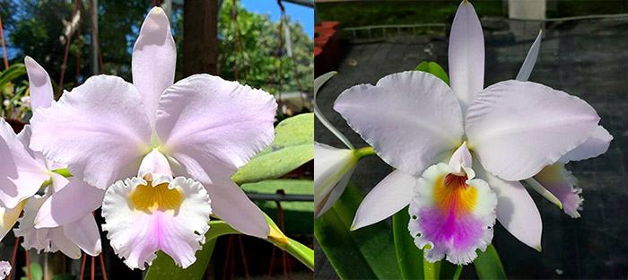 Cattleya labiata amesiana 'Marcia Regina' x labiata roxo-bispo 'Gabriela'