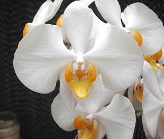 Phalaenopsis Kung's Amar Phillip