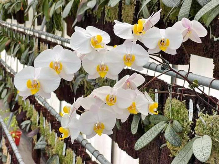 Phalaenopsis Kung's Amar Phillip