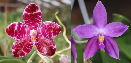Phalaenopsis YangYang Gigan Cherry x Germaine Vincent var blue