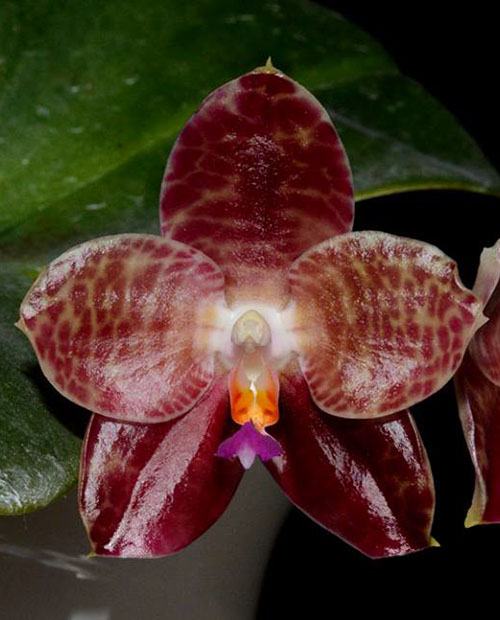 Phalaenopsis Ohl Flame