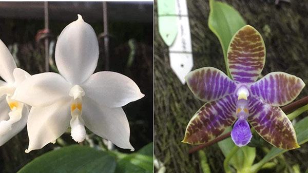 Phalaenopsis tetraspis alba x lueddemanniana 'Hsia 2347'