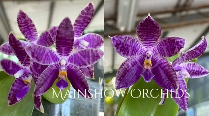 Phalaenopsis KS Blue Ludde x sib