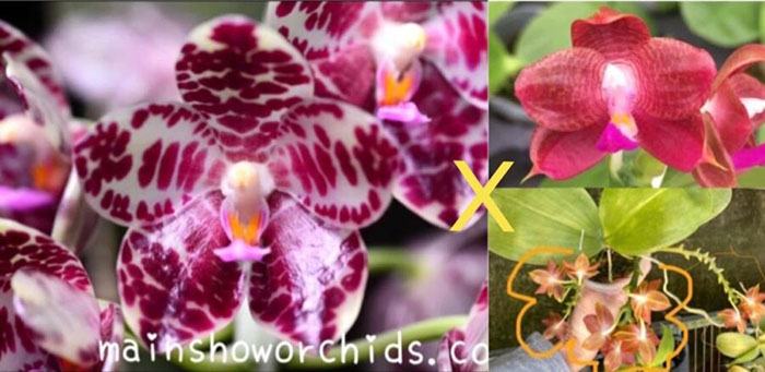 Phalaenopsis gigantea 'MS' x (Ld's Bear King x javanica) Red