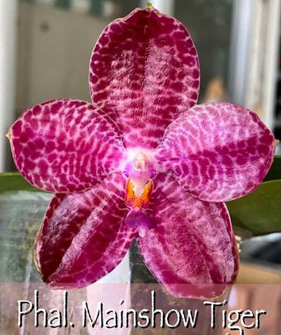 Phalaenopsis Mainshow Tiger (cross plants)