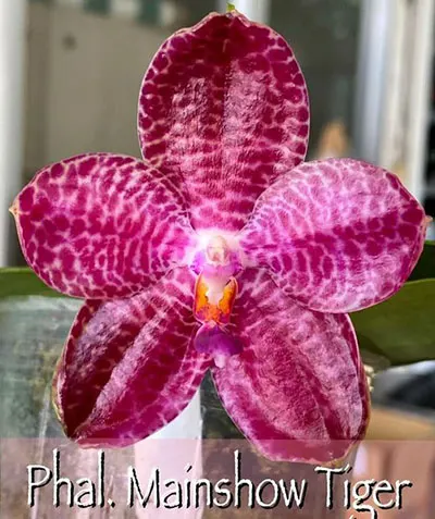 Phalaenopsis Mainshow Tiger (cross plants)