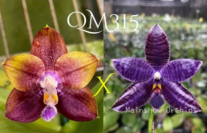 Phalaenopsis Mituo Blue Smurfs 'Coffee Blue' x KS Blue Ludde 1611 #1